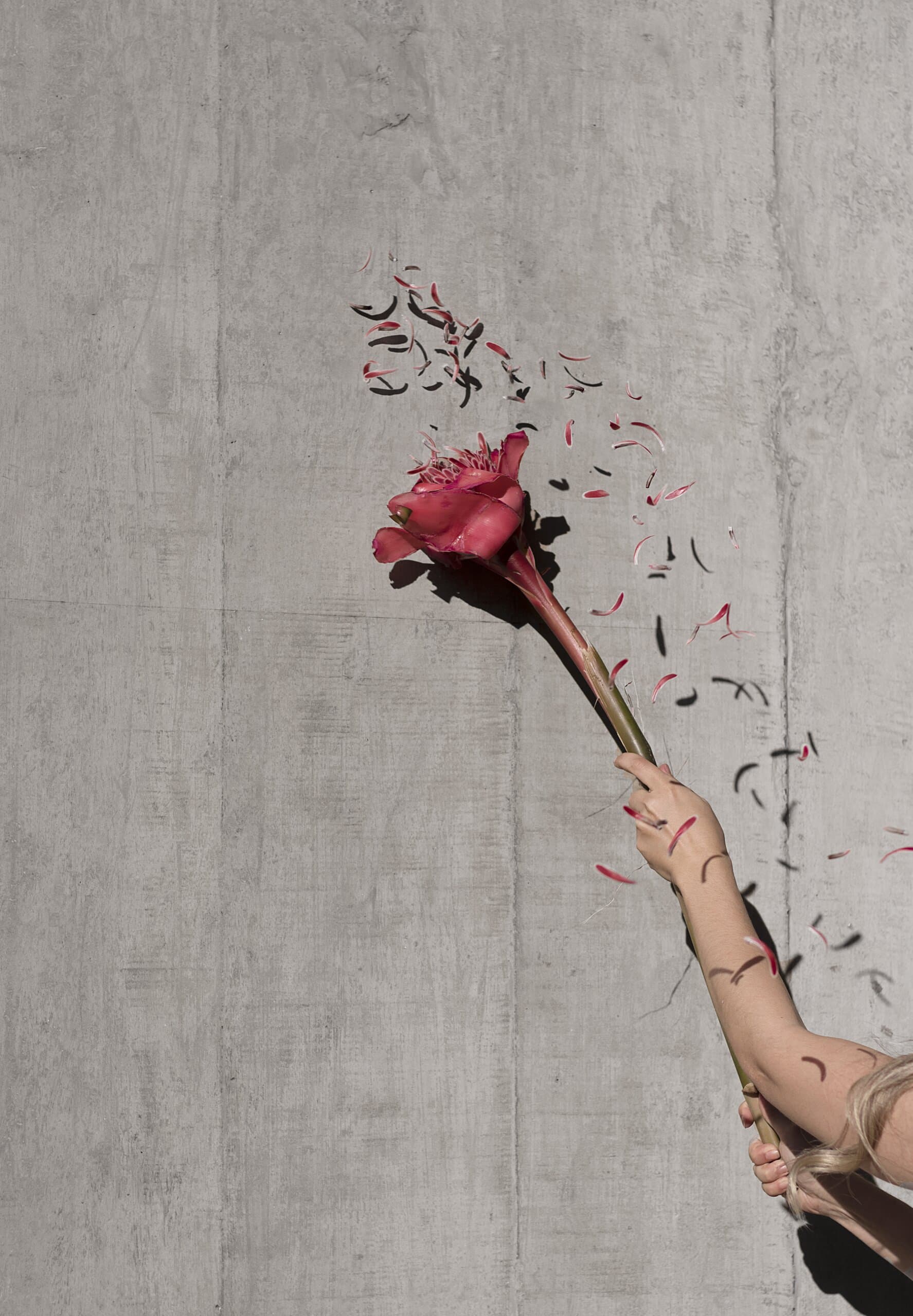 An arm raises a red rose against board-formed concrete, petals scattering through the air.