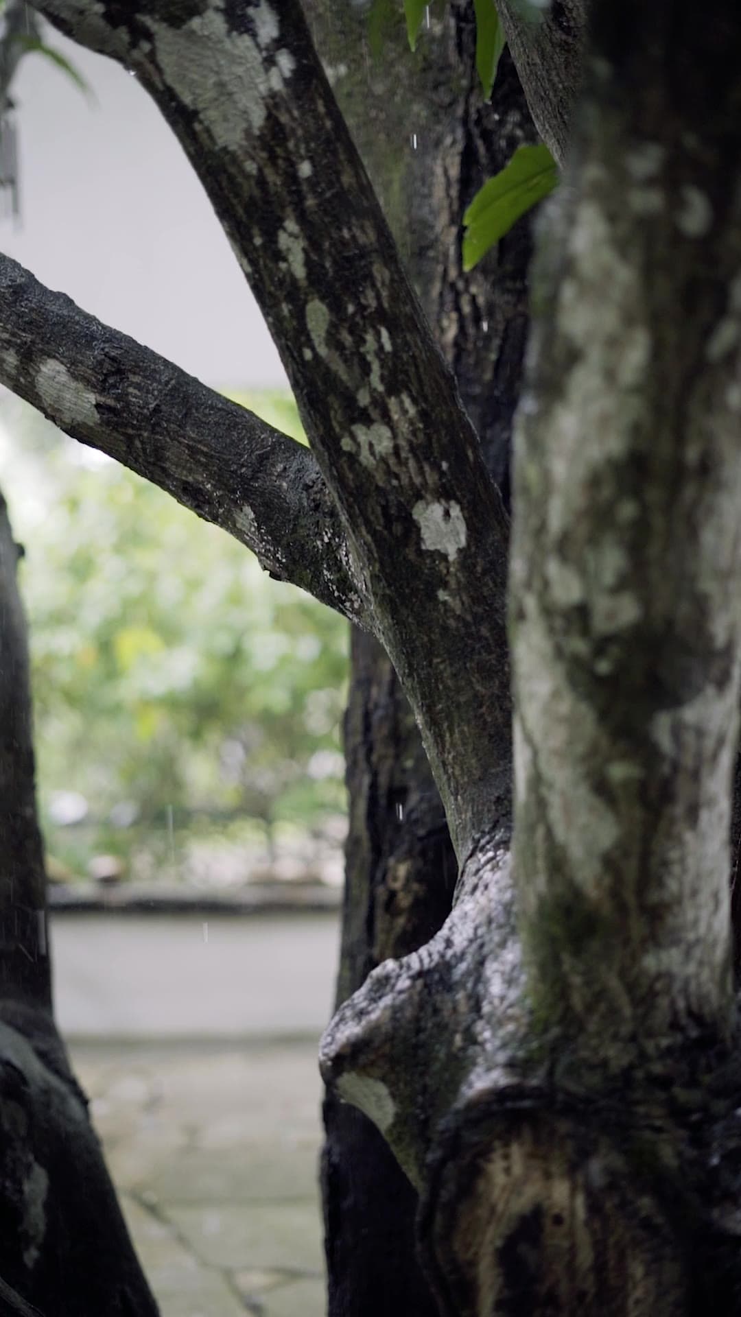 Casa da Mangueira — reel: the mottled trunk and branches of a mango tree in the garden.