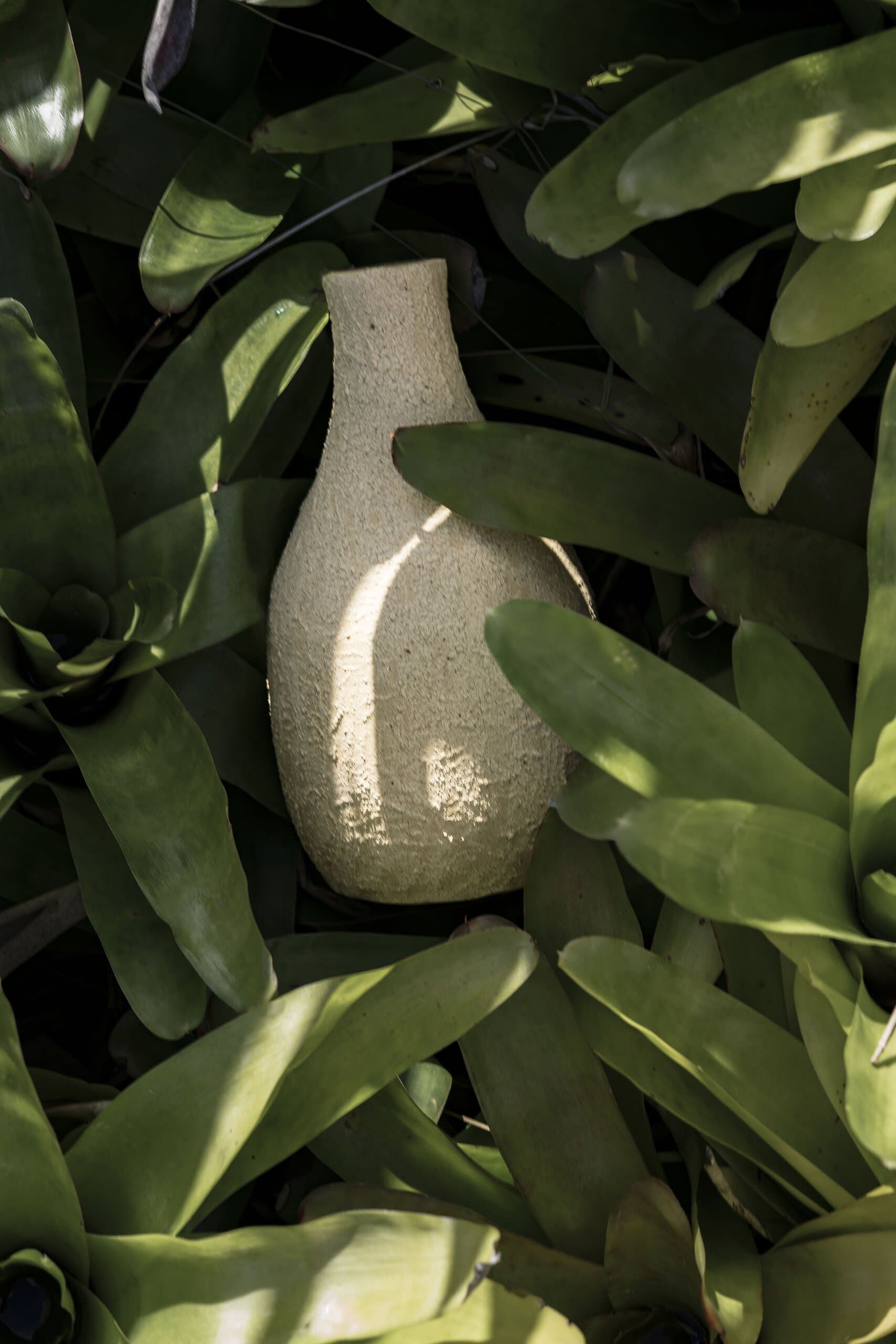 A pale, narrow-necked vase lit by sun among bright green bromeliad leaves.