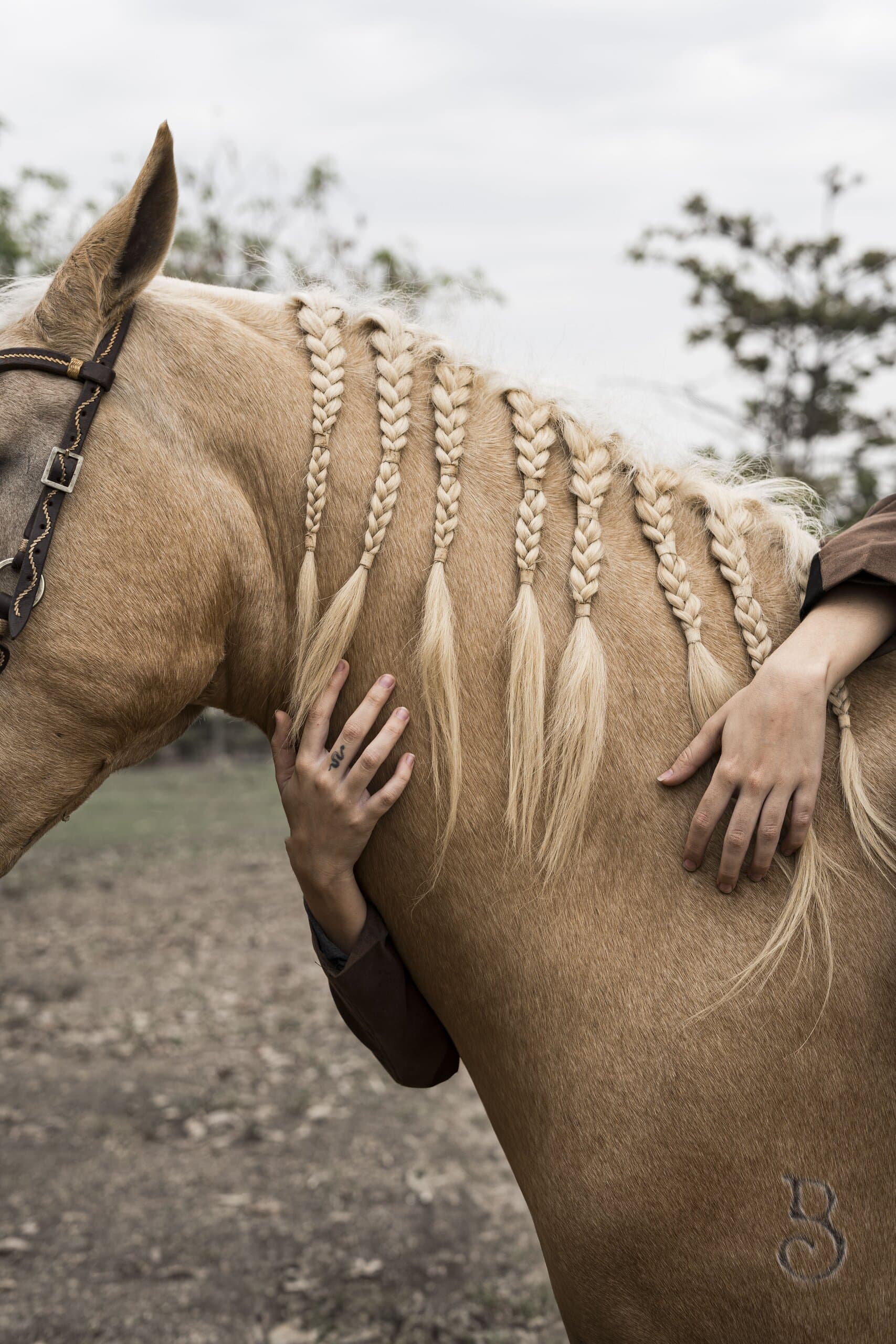 Hands in brown sleeves embrace the neck of a palomino horse, its mane braided into rows of plaits.