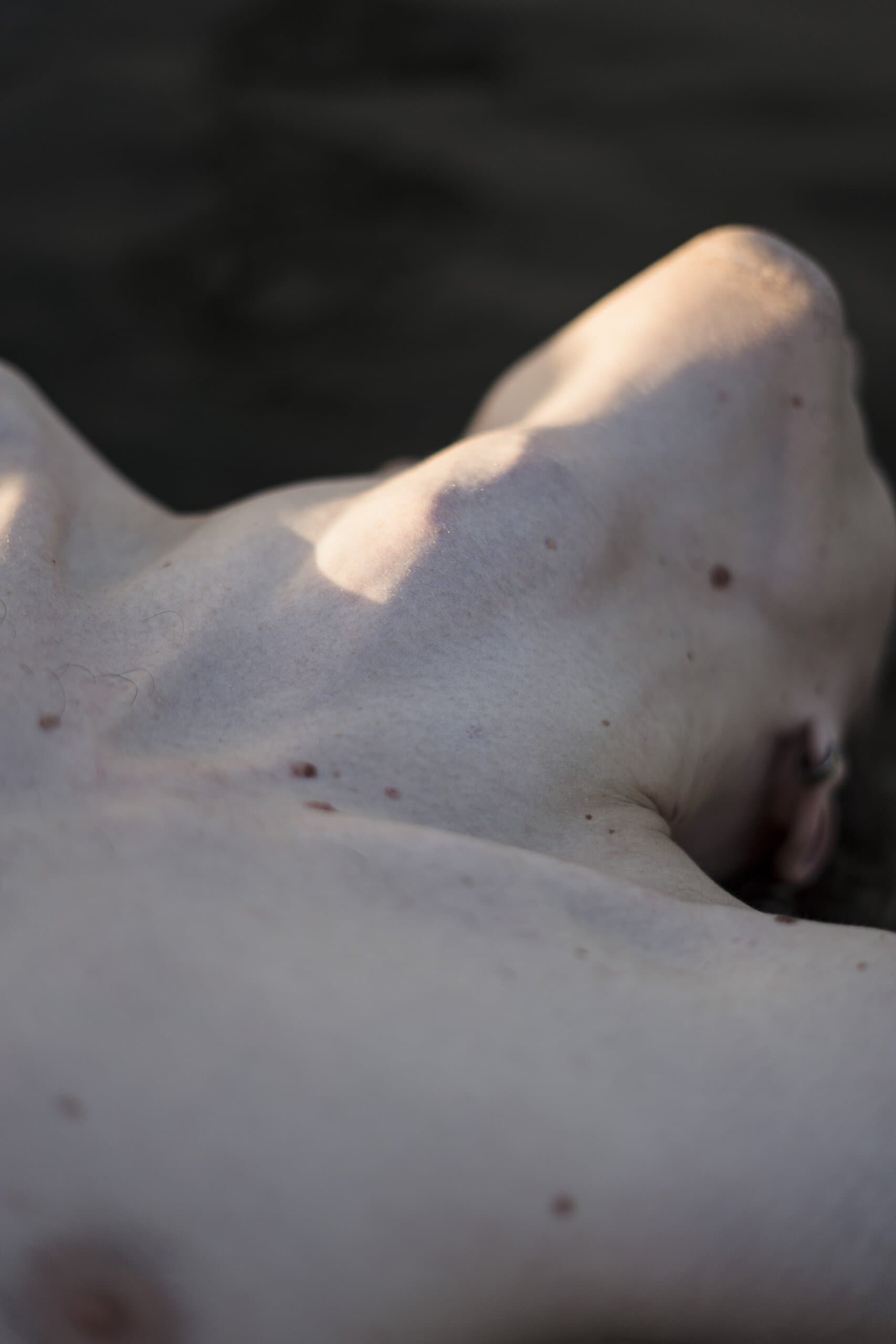 Close up: a bare shoulder and collarbone catching light against shadow.